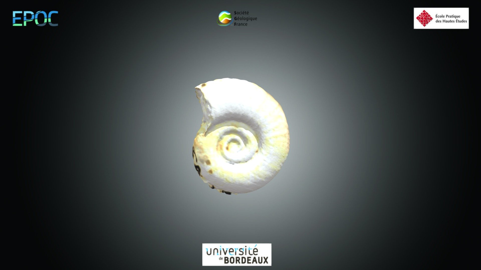 Gastéropode - Planorbis sp.