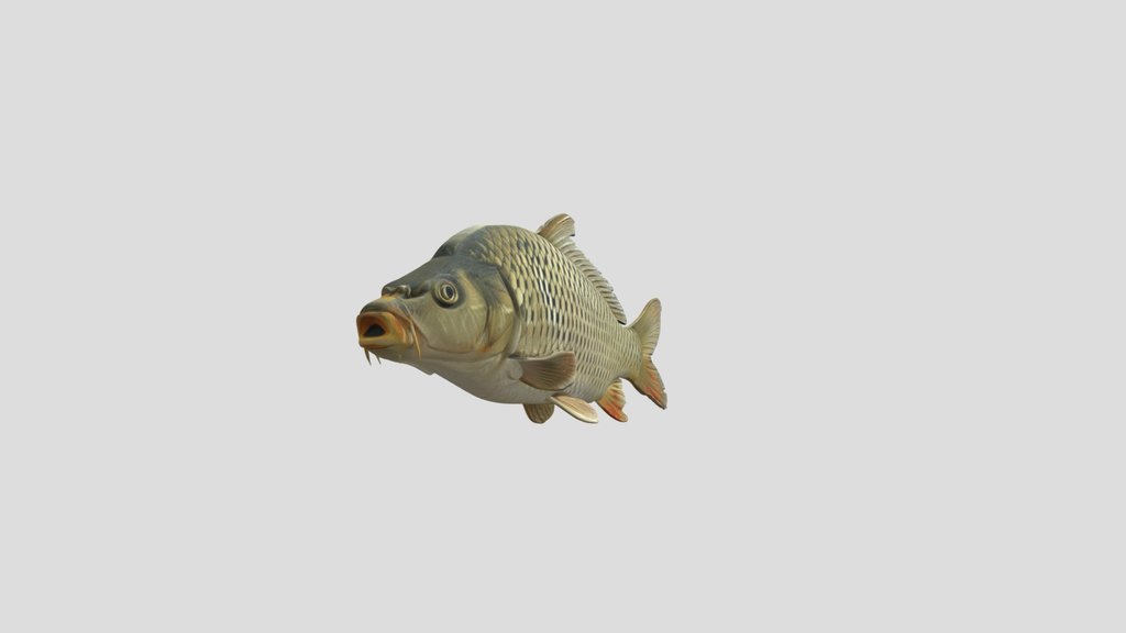 Common Carp (Cyprinus Carpio)