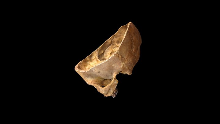 Base of Skull Version 1 3D Model