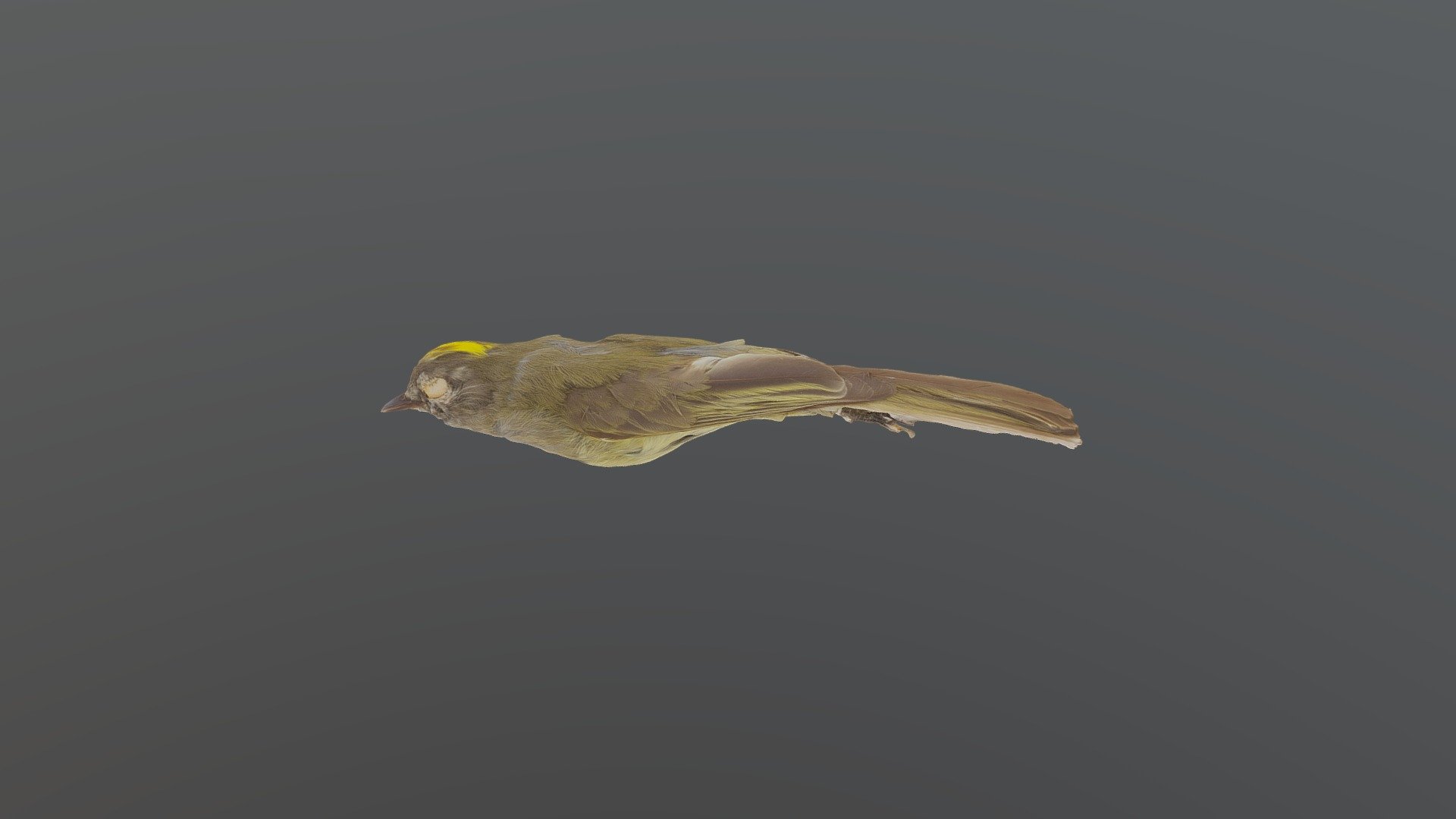 Greenish Elaenia - 	Myiopagis viridicata