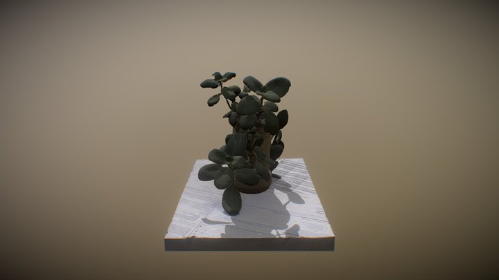 Small Plant 3D Model