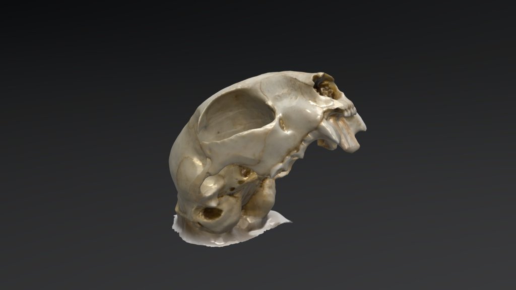 Cat skull