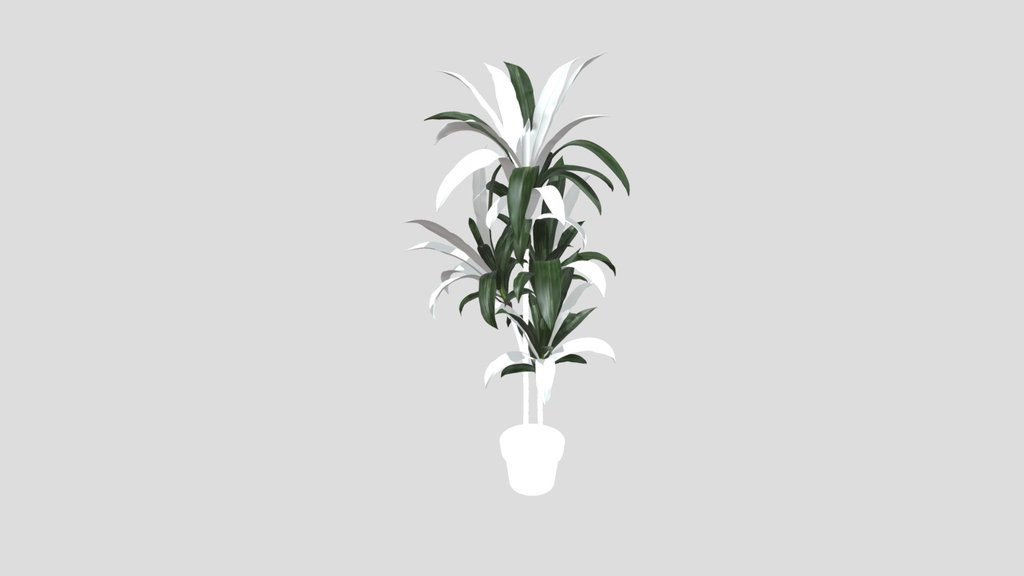 Dracaena Fragrans Corn Plant In Pot