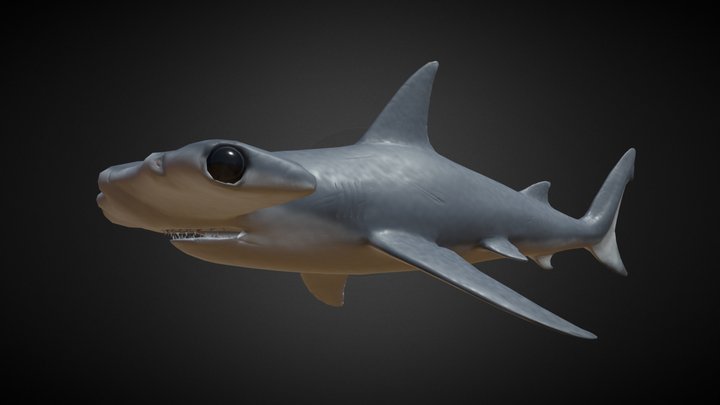 Hammerhead Shark 3D Model