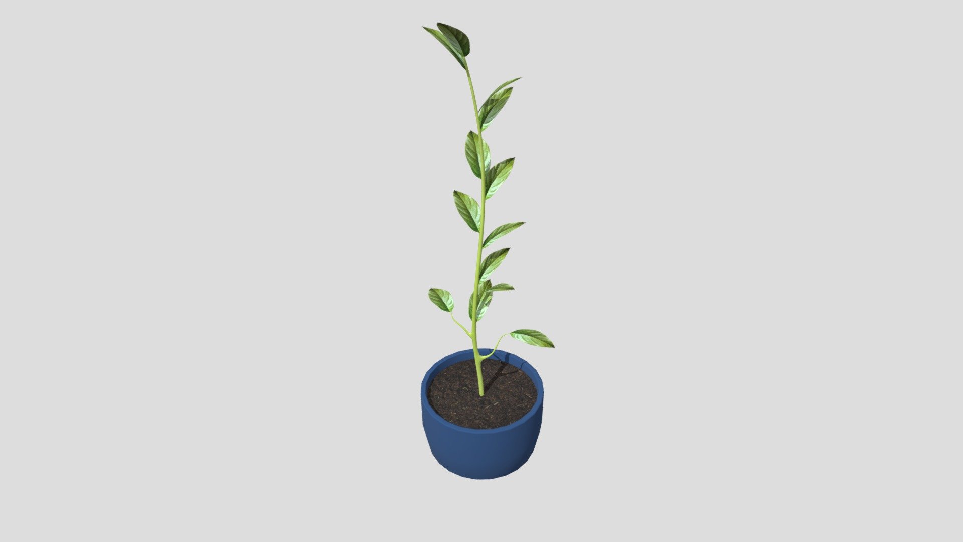 ZZ Plant