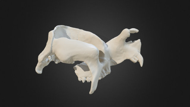 Zygomaturus trilobus cranial reconstruction 3D Model