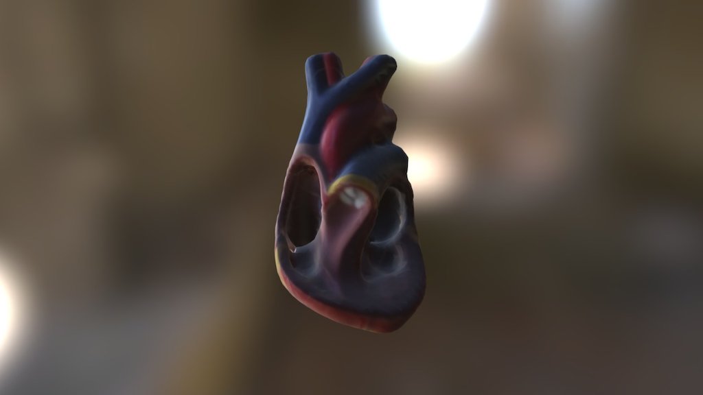 Heart Cambers