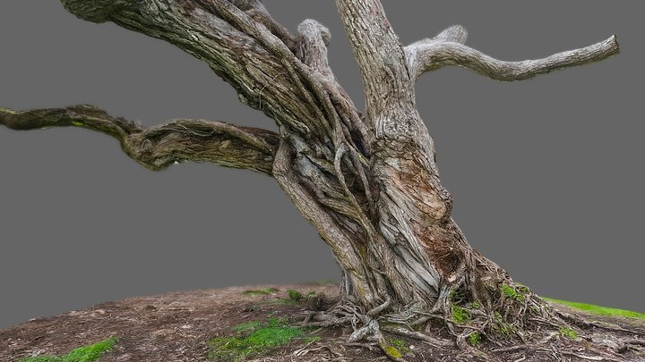 Pohutukawa tree 8 3D Model