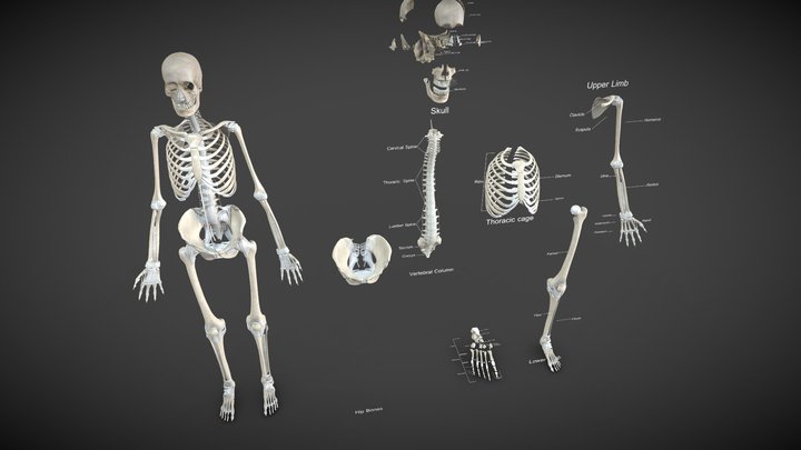 Human Skeleton System and ligaments 3D Model