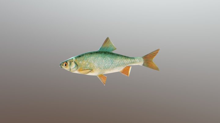 peixe 3D Model