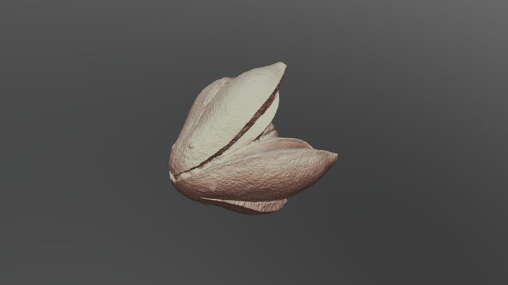 Seed Pod 3D Model