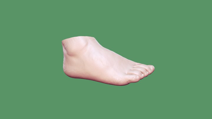 Foot – Modello 3D gratuito STL