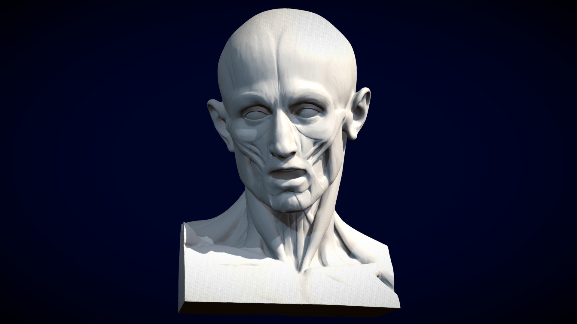 Houdon Ecorche Head Buy Royalty Free 3d Model By Davida Davidav 0a74eed Sketchfab Store 9977