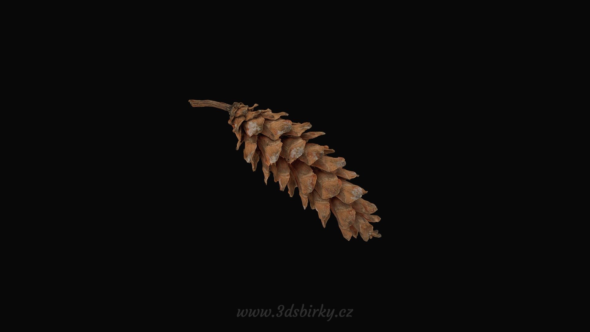 Pinus Strobus - Borovice vejmutovka — Sketchfab embed 3D viewer