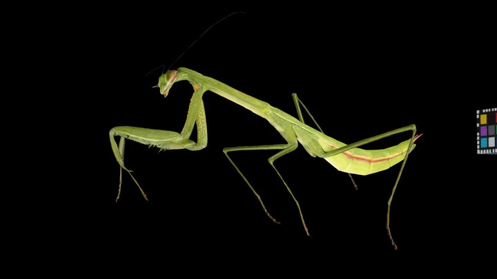 CC0 チョウセンカマキリ緑色型  幼虫, Korean Mantis