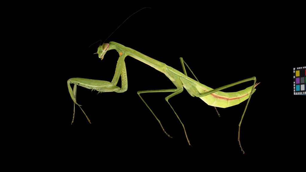 CC0 チョウセンカマキリ緑色型  幼虫, Korean Mantis