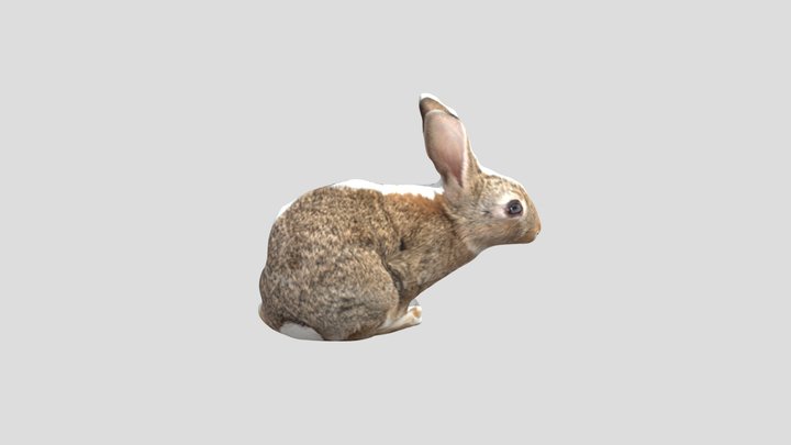 rabbit 3D Model