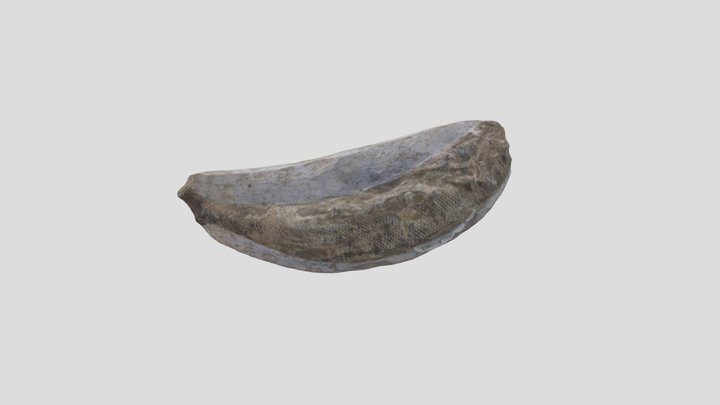 Fossilized Fish 3D Model