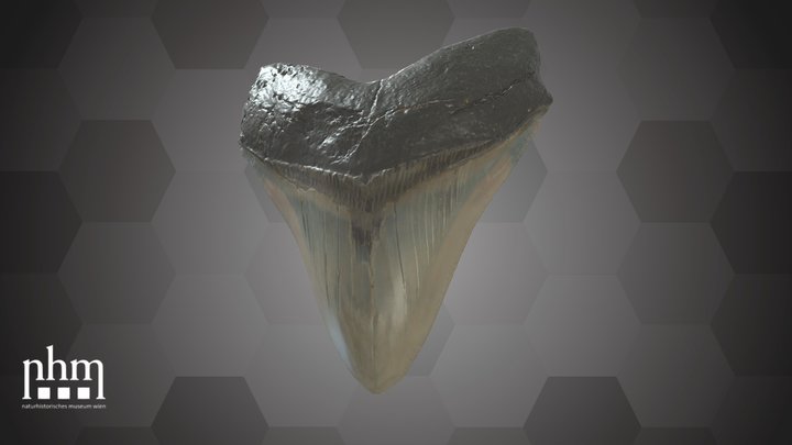 Megalodon Tooth (NHMW-GEO-1866/0001/0027) – Free 3D Model STL