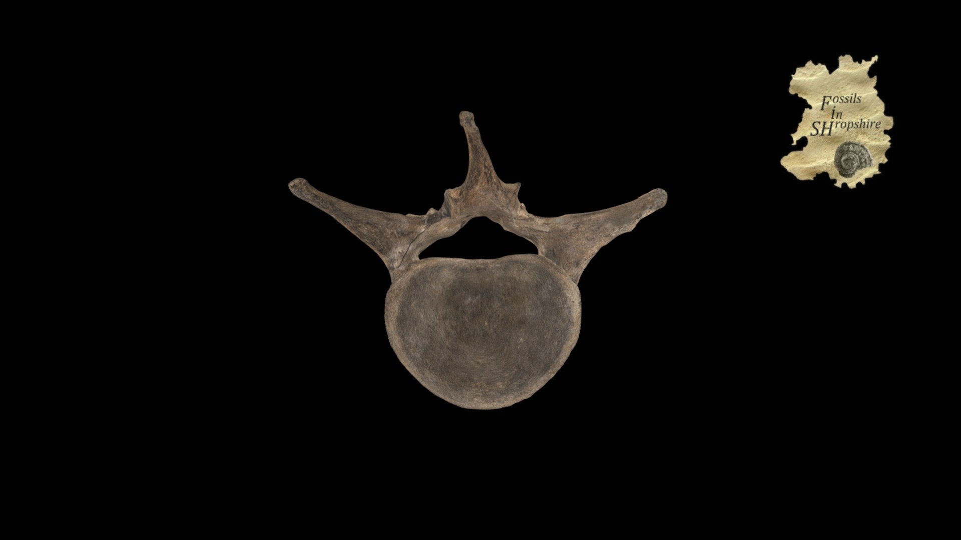 Mammoth - Lumbar vertebra