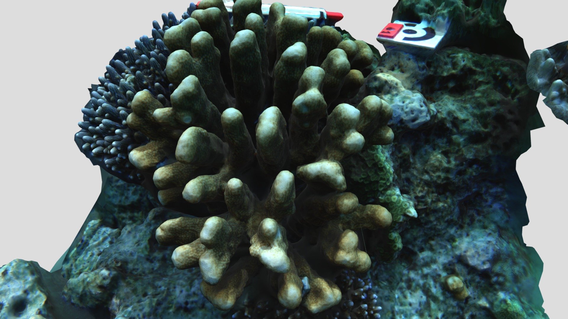 Isopora palifera