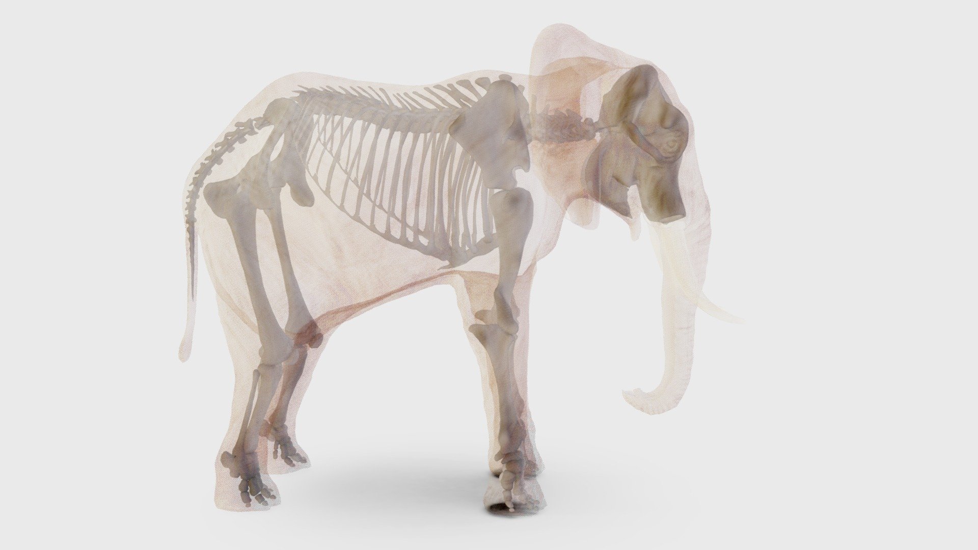 African Elephant, skeleton