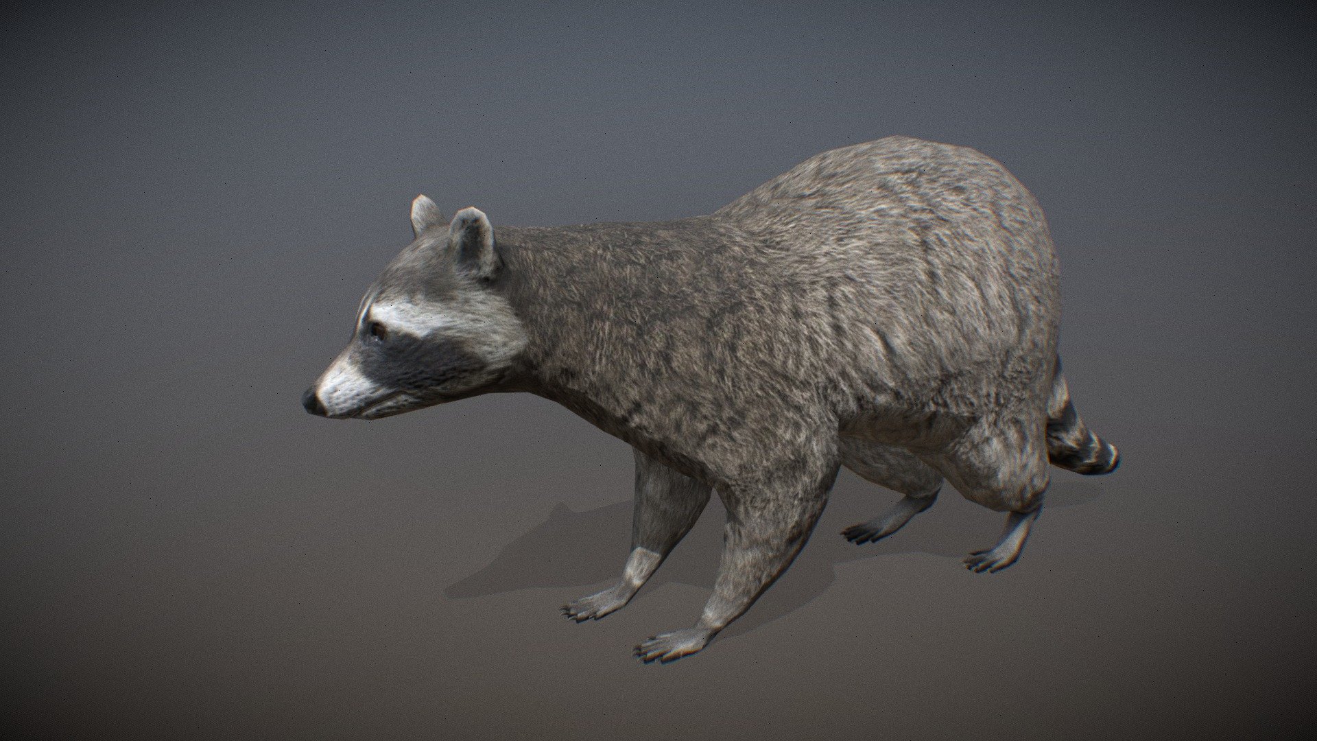 Animalia - Raccoon - 3D model by GiM (@GamesInMotion) [0a7d02c] - Sketchfab