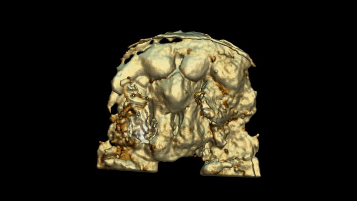 The labrum of Leanchoilia illecebrosa 3D Model
