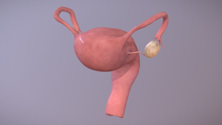 Uterus 3D Model