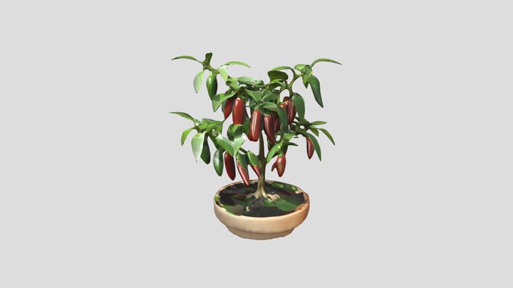 Spicy pepper 3D Model