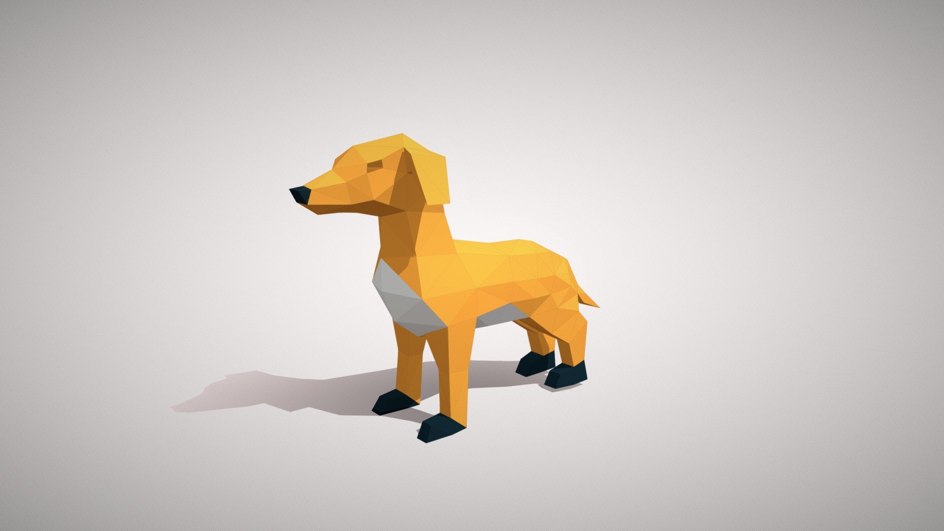 cute puppy