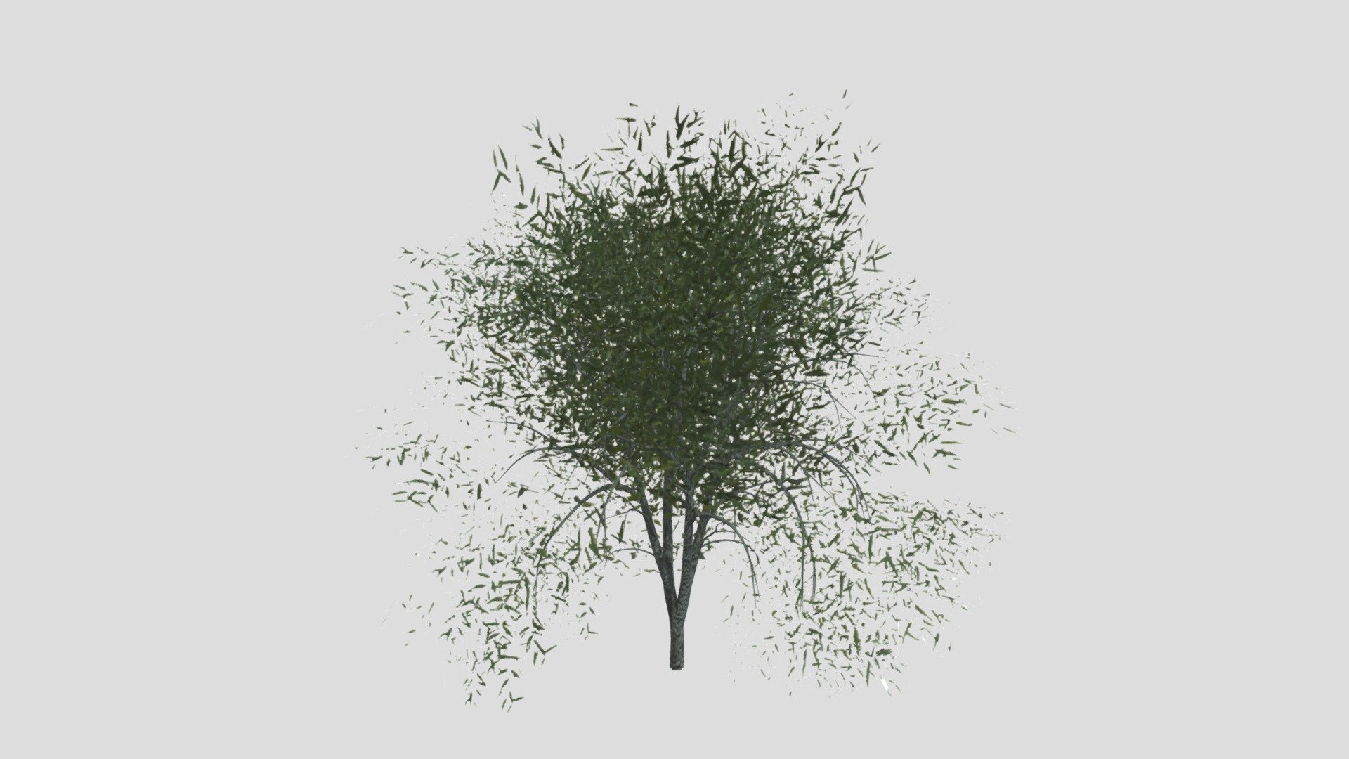 PWL - Coat Willow