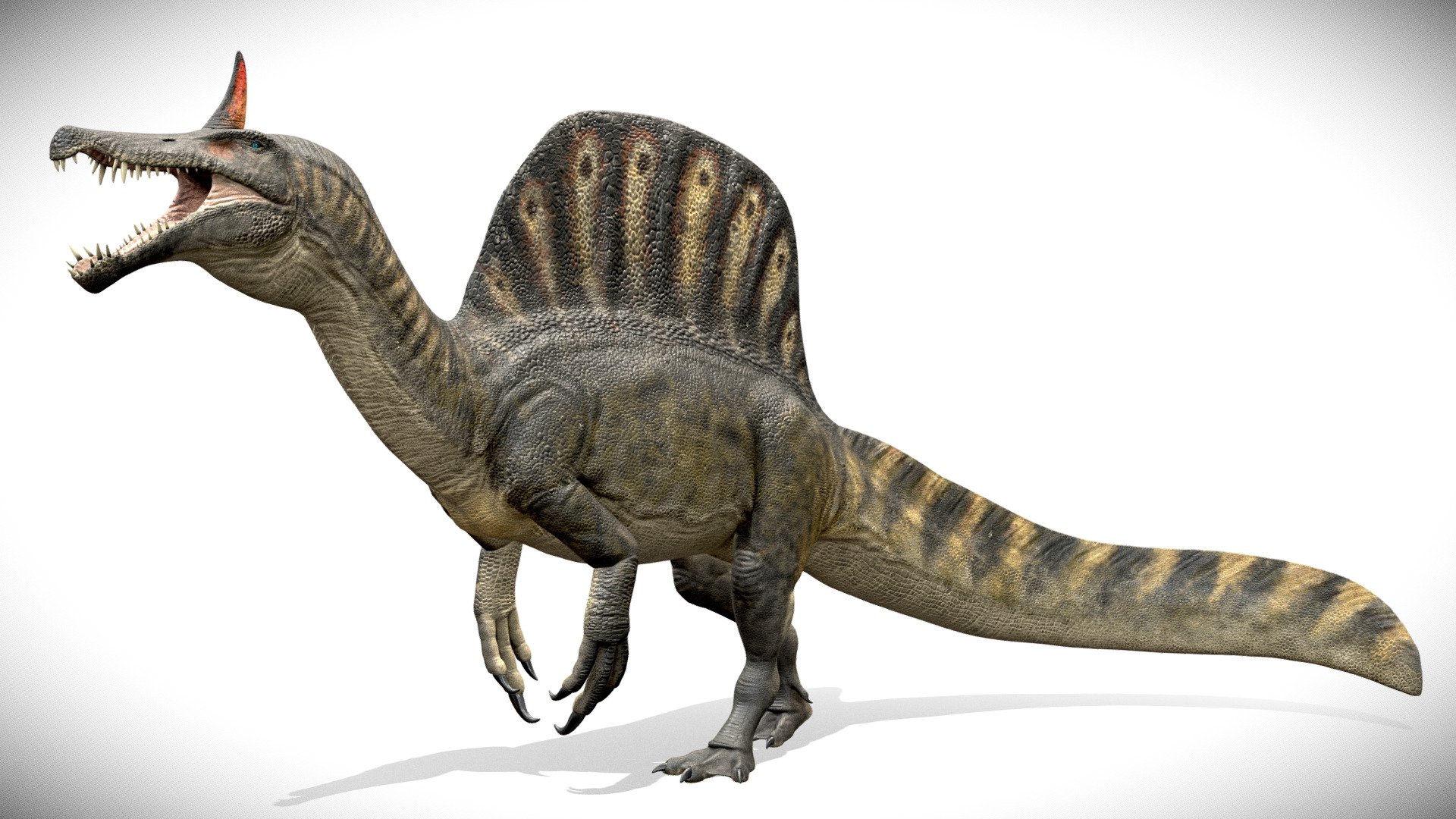 Spinosaurus mirabilis Rig - 3D model by Bill Nguyen (@bill_nguyen ...