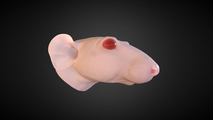 Naked Rat Head 3D Model