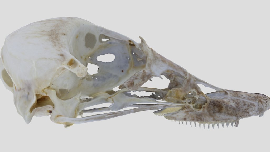 UWYMV:Bird:5958, Bucephala albeola, Crania