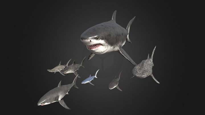 Shark Pack 3D Model