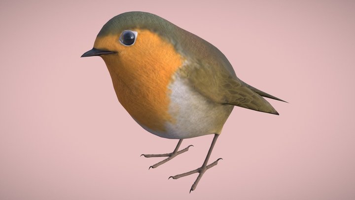 Robin Bird 3D Model