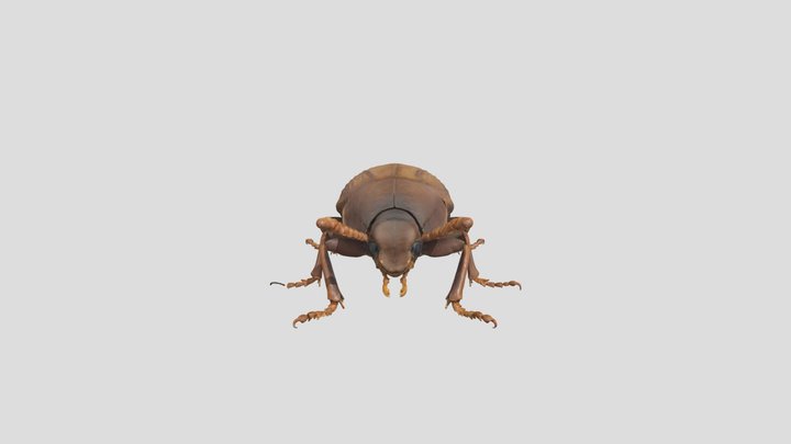 Wood Borer Beetle on Timber Carcoma 3D Model