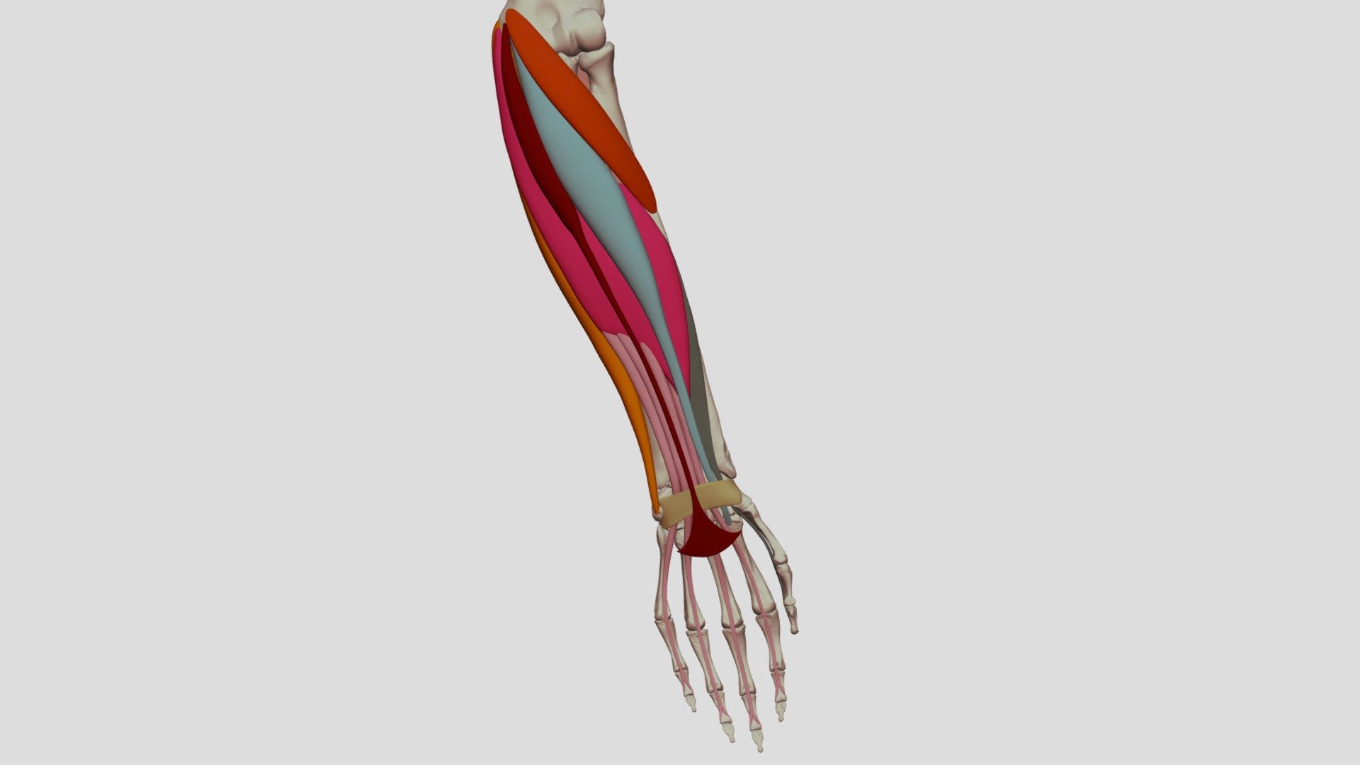 Flexor Mass - 3D model by Digital Ecorche Massing Models (@ringling2019 ...