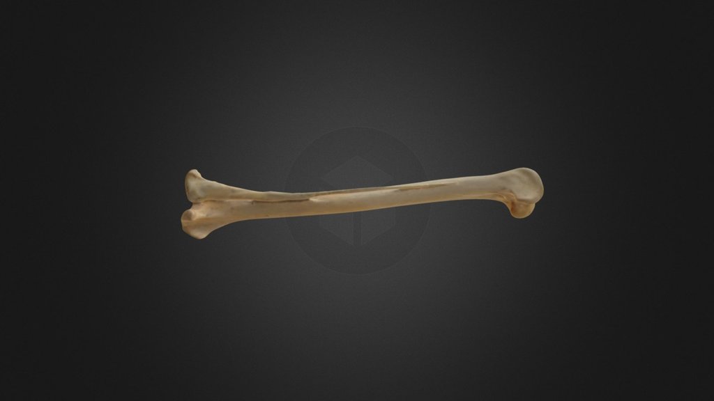 Gyps fulvus, left tibiotarsus-fibula - 3D model by Museu de Ciències ...