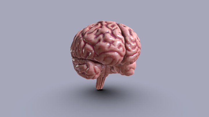Human brain, Cerebrum & Brainstem 3D Model