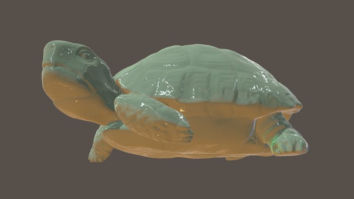 Tortoiseshell 3D models - Sketchfab