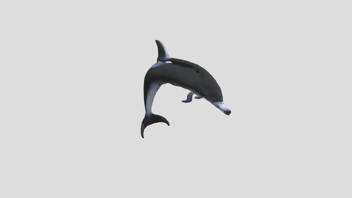 Jumping Dolphin 3D Model
