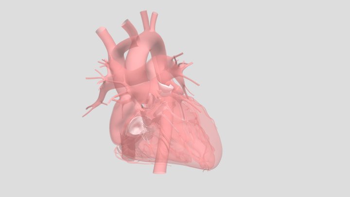 Heart 3D Model