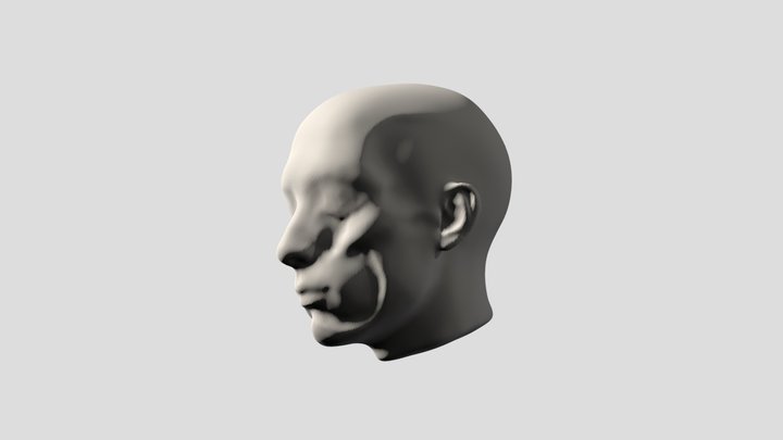 human head anatomy 3D Model