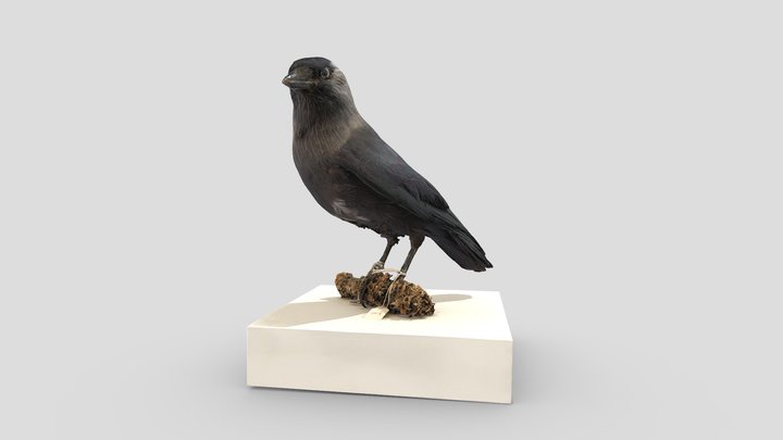 Jackdaw 3D Model