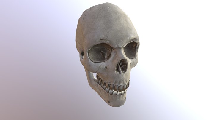 Human Skull 3D Model