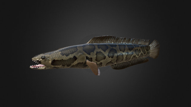 Northern Snakehead 3D Model