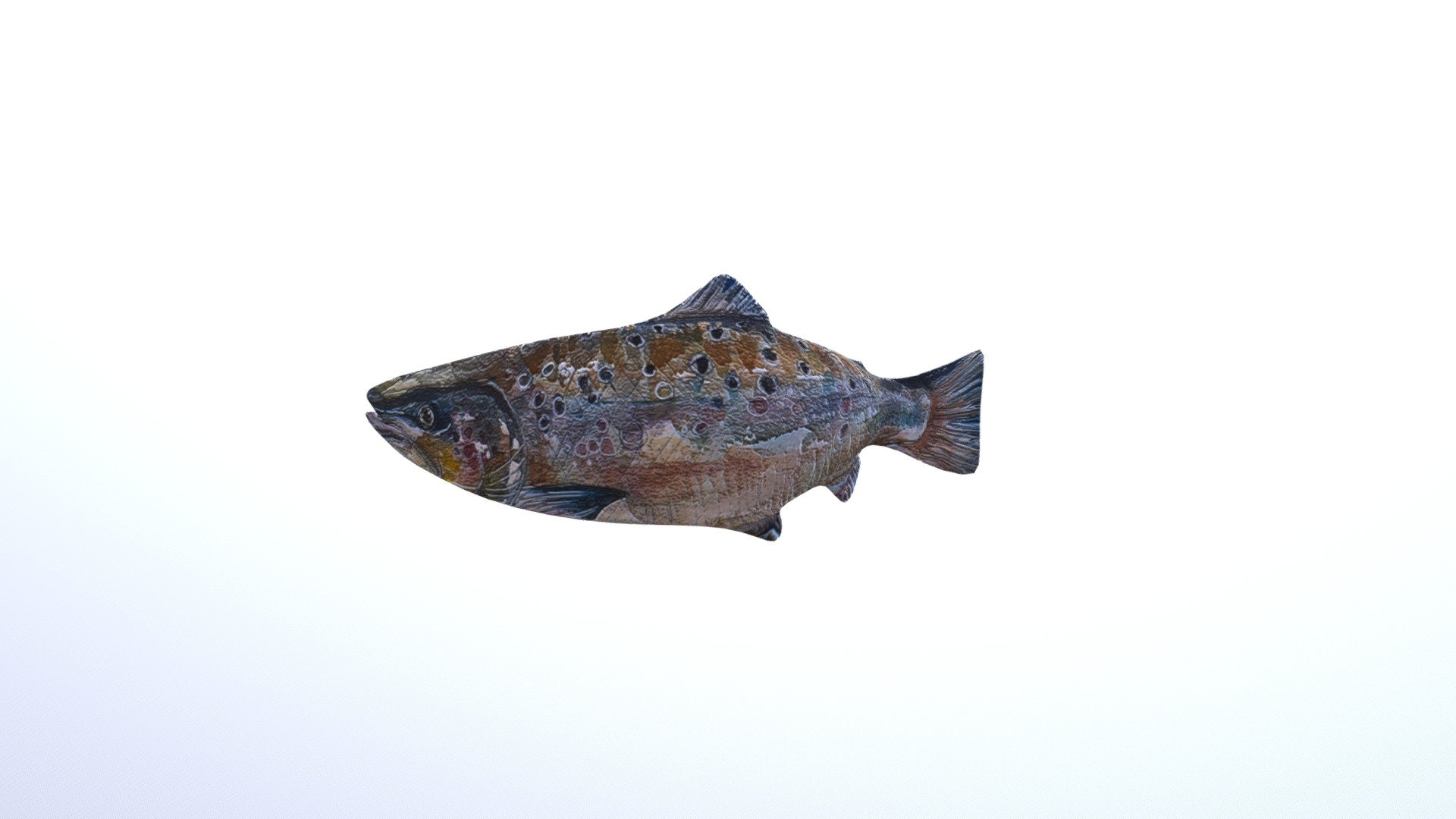 Salmon (1)