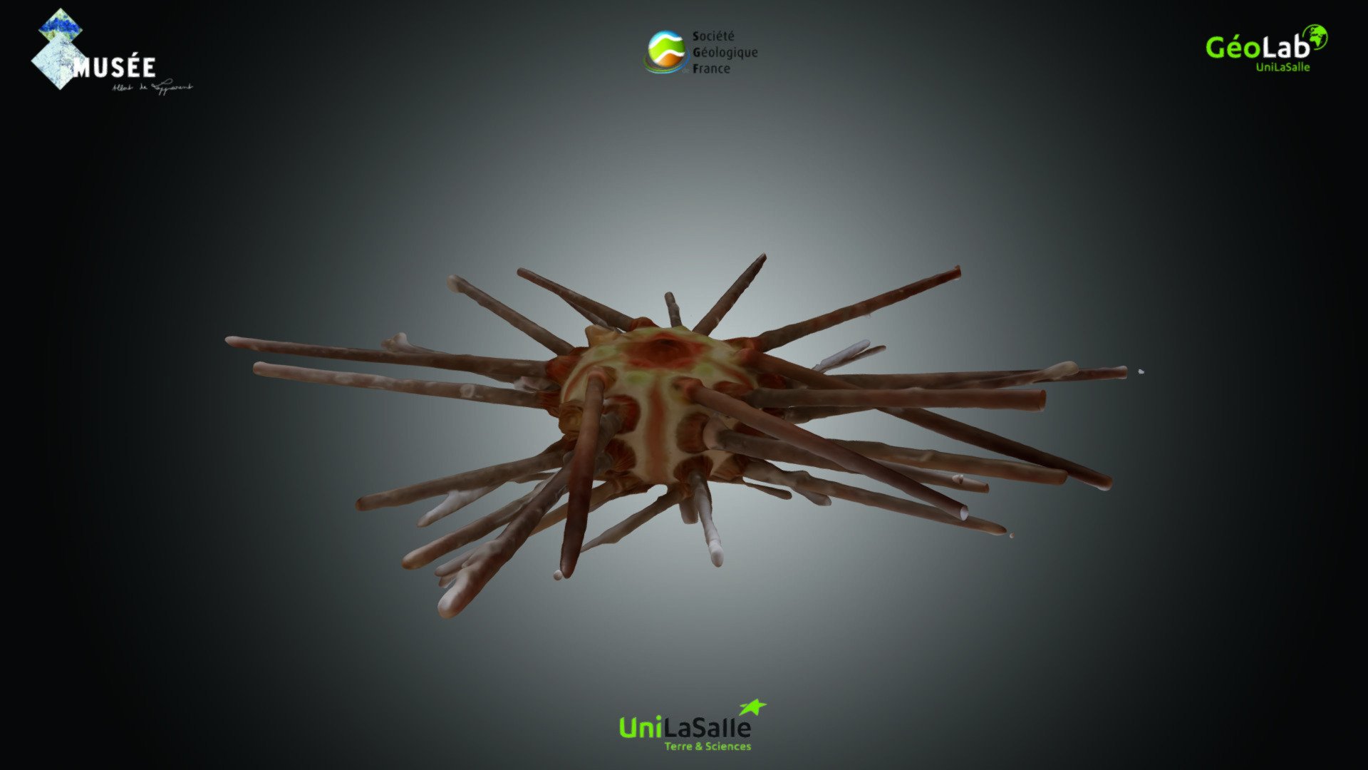 Echinoïde - Cidaris cidaris